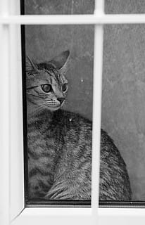 Katze, Fenster, neugierig, Zuhause, Haustier, suchen, Tier, Pelz, süß, Haus, Säugetier, inländisch, katzenartig, sich ausruhen, Innere, Entspannen Sie Sich, Leben, grau, Whisker, Innen-, Wohnung, Hauskatze, Tierthemen, ein Tier, Haustiere, Wirbeltier, keine Leute, drinnen, Wegschauen, Nahansicht, Entspannung, Tierauge, 1080P, CC0, gemeinfrei, lizenzfrei