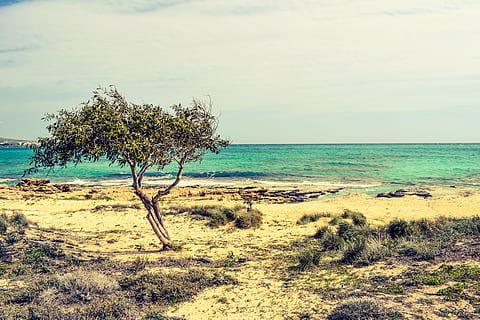 ağaç, tepeleri, deniz, plaj, doğa, manzara, ufuk, Makronissos, Kıbrıs, su üzerinde ufuk, scenics, doğada güzellik, gökyüzü, Su, gün, insansız, açık havada, bitki, arazi, manzaralar - doğa, huzur, sakin sahne, çimen, bulut - gökyüzü, 5K, CC0, kamu malı, telif ücretsiz