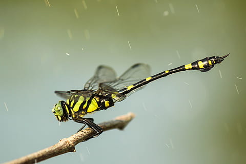 tæt på, fotografering, gul, sort, guldsmed, grøn, darner dragonfly, perched, Brun, Kvist, regndråber, falder på, mit hoved, regner, insekt, afdeling, regn, natur, dyr, makro, dyreliv, dyre temaer, dyr i naturen, et dyr, fokus på forgrunden, hvirvelløse, ingen mennesker, dyrefløj, skønhed i naturen, plante, dyr kropsdel, udendørs, dag, 4K, CC0, offentligt domæne, royaltyfrie