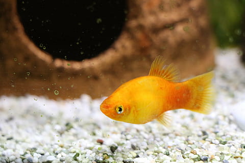 ikan, hinggap, akuarium, ikan air tawar, air, mainan, binatang, laut, tema binatang, hewan, binatang di alam liar, satwa liar hewan, bertulang belakang, satu binatang, renang, di bawah air, kehidupan laut, binatang di penangkaran, alam, bahan kaca, warna oranye, transparan, tidak ada orang, ikan mas, 5K, CC0, domain publik, bebas royalti
