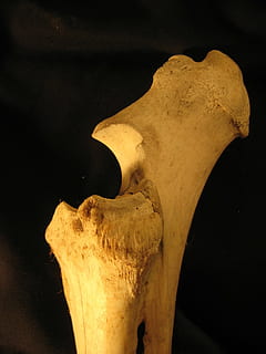 knogle, radius, albueben, skelet, anatomi, kvæg, ben, indendørs, ingen mennesker, tæt på, nat, studio skud, sort baggrund, pattedyr, dyre temaer, dyr, dyr kropsdel, gul, et dyr, dyreliv, natur, enkelt objekt, Kunst og håndværk, dyr repræsentation, dyr hoved, arkæologi, 1080P, CC0, offentligt domæne, royaltyfrie