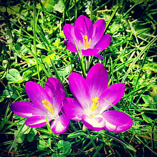 pavasaris, Crocus, gėlės, augalų, gėlė, žydintys augalai, šviežumas, žiedlapis, pažeidžiamumas, grožis gamtoje, augimą, trapumas, gėlių galva, žiedynas, Iš arti, pobūdį, nėra žmonių, lauke, rausvos spalvos, dieną, žolė, žemės, žiedadulkių, iris, violetinė, 1080P, CC0, Viešasis domenas, nemokamai