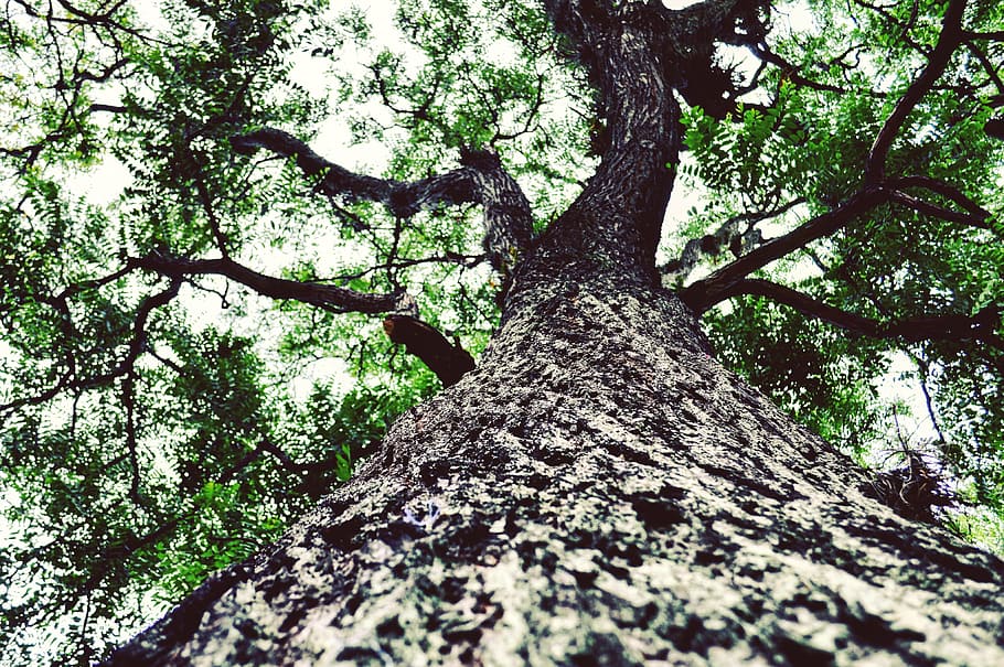 숲, leafs, 나무, 나무 줄기, 자연, 분기, 낮은 각도보기, 일, 아무도, 옥외, 성장, 식물, 트렁크, 평온, 나라, 자연의 아름다움, 채색, 하늘, 높이 - 높다, 나무 껍질, 잎, 바로 아래에, 나무 캐노피, 4K
