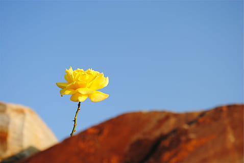 macro shot photography, yellow, flower, mumps, nature, blue, clear sky, outdoors, uncultivated, day, sky, plant, flowering plant, beauty in nature, freshness, vulnerability, close-up, copy space, fragility, petal, flower head, inflorescence, no people, purity, 1080P, CC0, public domain, royalty free