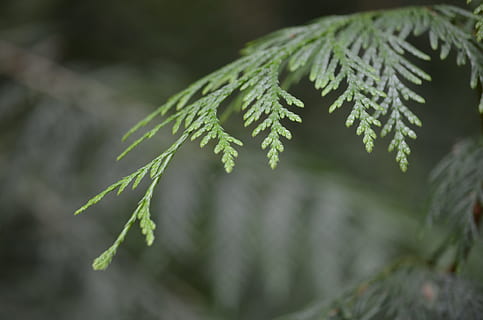 cedru, pădure, natură, copac, ramură, frunze, plantă, a închide, creştere, Culoarea verde, nici o persoana, să se concentreze asupra primelor elemente, frumusețe în natură, parte a plantelor, conifer, Brad, zi, selectiv, liniște, în aer liber, Pinaceae, ac - parte a plantelor, 4K, CC0, domeniu public, fără drepturi de autor