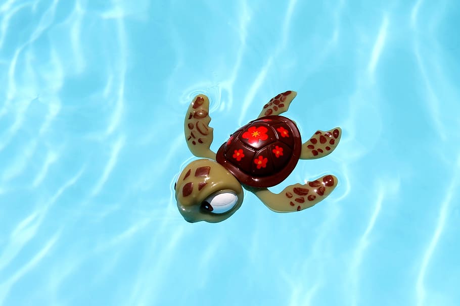 skildpadde, pool, legetøj, vand, ingen mennesker, dyre temaer, dag, tæt på, et dyr, blå, natur, rød, høj vinkel visning, sollys, afspejling, svømmepøl, dyr, havnefronten, udendørs, dyreliv, flydende, direkte over, flyder på vandet, turkisfarvet, 2K