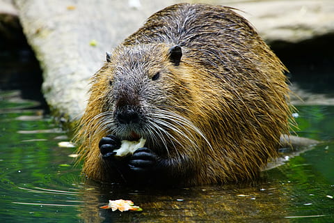 braun, Tier, Essen, neben, Karosserie, Wasser, nutria, isst, Biber, Tierthemen, Tierwelt, ein Tier, Säugetier, Tiere in freier Wildbahn, Natur, unter wasser, keine Leute, Porträt, Otter, Kamera betrachten, Wirbeltier, draußen, nass, Tag, Whisker, Tierkopf, 8K, CC0, gemeinfrei, lizenzfrei