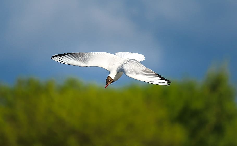 Weiß, Vogel, mitte, Luft, Möwe, Vogel, Flug, fallen, weiß, himmel, Flug, Himmel, Albatros, Natur, fliegend, ein Tier, die Flügel ausbreiten, Tiere in freier Wildbahn, Tierwelt, Tierthemen, Tier, Wirbeltier, Tierkörperteil, in der Luft, keine Leute, draußen, Tag, Bewegung, in voller Länge, Fokus auf den Vordergrund, Tierflügel, Profilansicht, 1080P