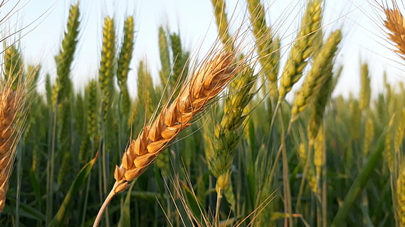 braun, Grün, Weizenfeld, Weizen, Müsli, Brot, Ernte, Stroh, Samen, Bauernhof, Landwirtschaft, Feld, Wachstum, Gold, Gerste, Spitze, Natur, Getreidepflanze, Pflanze, ländliche Szene, Landschaft, Nahansicht, Land, Schönheit in der Natur, keine Leute, Essen und Trinken, grüne Farbe, Lebensmittel, Sommer-, draußen, Roggenkorn, reif, 4K, CC0, gemeinfrei, lizenzfrei