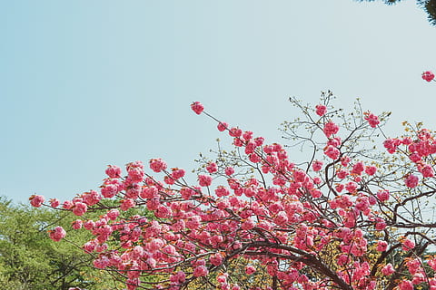 falten, Kirsche, Blumen, Frühling, Falte Kirsche, Natur, Blume, pinke Farbe, Pflanze, blühen, Baum, Blütenkopf, Jahreszeit, Blütenblatt, Schönheit in der Natur, draußen, Ast, Himmel, rot, Farbbild, Wachstum, Frische, blühende Pflanze, Flachwinkelansicht, Zerbrechlichkeit, klarer Himmel, Tag, Verletzlichkeit, keine Leute, Kirschblüte, Kirschbaum, 5K, CC0, gemeinfrei, lizenzfrei