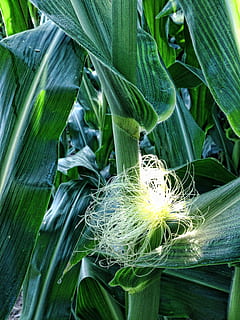 Mais, die Seide, Ohren, Cob, Haar, Pflanzen, Landwirtschaft, Grün, Wachstum, Pflanze, grüne Farbe, Blatt, Pflanzenteil, Natur, Nahansicht, keine Leute, Tag, Frische, Schönheit in der Natur, Lebensmittel, Ernte, draußen, Essen und Trinken, Getreidepflanze, Feld, Blume, 2K, CC0, gemeinfrei, lizenzfrei