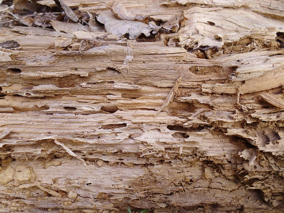 textura, arbre, vell, mouldering, l'arbre vell, fusta, arbre vell, material de fusta, fons, naturalesa, marró, patró, material, sec, aspre, marc complet, cap gent, dia, primer pla, tronc de l'arbre, escorça de la planta, tronc, planta, a l'aire lliure, patró natural, espatllat, escorça, clima àrid, 1080P