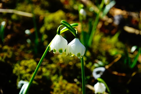 Schneeflocke, Paar, Blume, zwei, zusammen, blühen, Weiß, Wald, Waldblume, Frühlingsblume, Frühling, fruehlingsknotenblume, frühling knotenblume, maigloeckchen, wunderschönen, idyllisch, tolle Schneeglöckchen, leucojum vernum, Amaryllidaceae, Leukojum, Pflanze, zwiebel pflanze, Stiel, Glocke, weiße Farbe, Flasche, keine Leute, Fokus auf den Vordergrund, Getränk, Zerbrechlichkeit, blühende Pflanze, Verletzlichkeit, Schönheit in der Natur, Blütenblatt, Wachstum, Frische, Blütenstand, Blütenkopf, Natur, Nahansicht, Tag, Pflanzenstamm, Schneeglöckchen, 5K, CC0, gemeinfrei, lizenzfrei