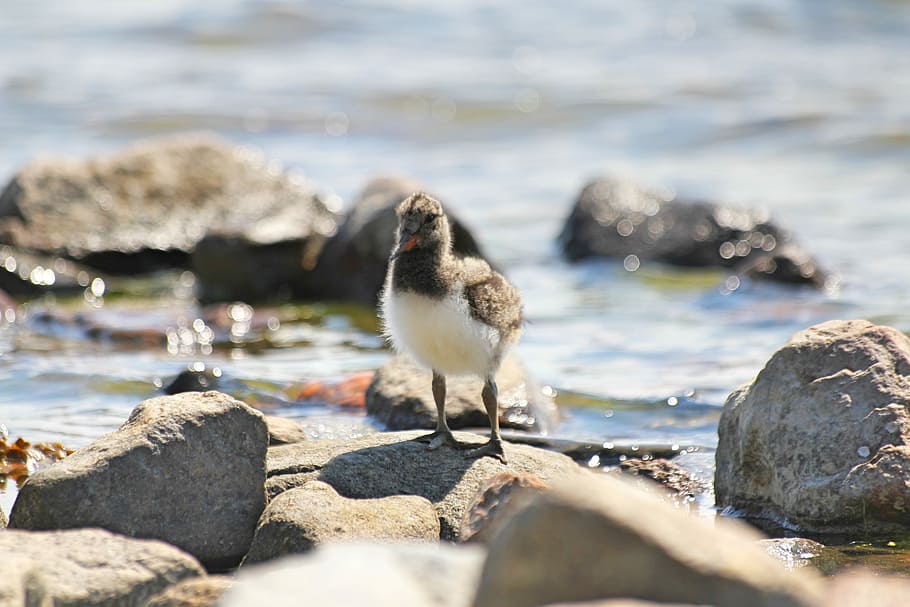 ocell, cub, petit, pollet, haematopus ostralegus, collita d'ostres, animal, animals, platja, vora del mar, rocós, pedres, pedra, aigua, animals a la natura, temes d'animals, fauna animal, un animal, vertebrats, sòlid, rock, rock - object, naturalesa, dia, llum solar, enfocament selectiu, cap gent, llac, posat, a l'aire lliure, còdols, 2K