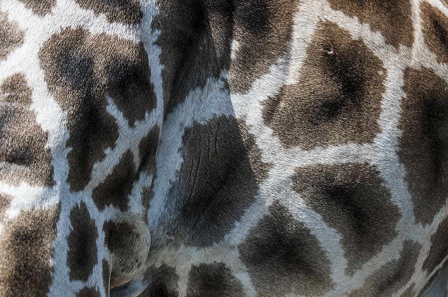 girafa, pell, patró, zoo, animals, animal, temes d'animals, un animal, mamífer, fauna animal, part del cos dels animals, animals domèstics, cap gent, primer pla, vertebrats, mascotes, animals a la natura, fons, marc complet, pell d’animals, nacional, marques d’animals, naturalesa, pèl d’animals, cap d’animals, resum, herbívors, ull d’animals, 4K