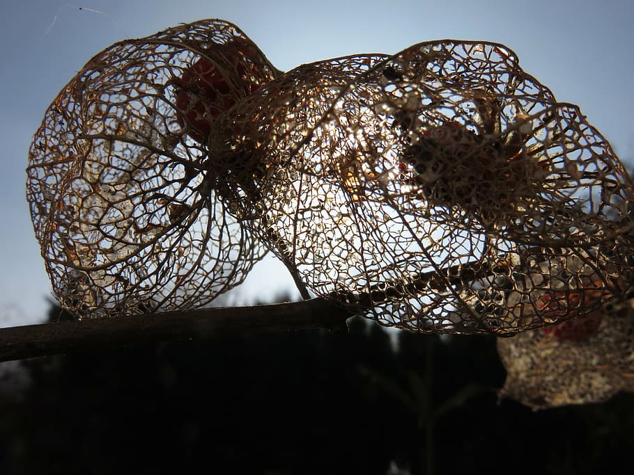 physalis, sol, naturalesa, llum, cap gent, vista d’angle baix, primer pla, cel, planta, arbre, a l'aire lliure, dia, centrar-se en primer pla, patró, menjar, fruita, creixement, menjar i beguda, frescor, enfocament selectiu, sec, alimentació saludable, cel clar, 4K