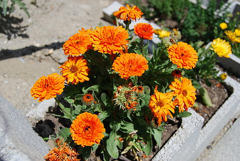calendola, fiori, natura, fiore, giallo, pianta, pianta fiorita, freschezza, fragilità, vulnerabilità, bellezza nella natura, crescita, testa di fiore, petalo, infiorescenza, vista dall'alto, giorno, colore arancione, avvicinamento, concentrarsi sulle conoscenze acquisite, all'aperto, nessuno, vaso di fiori, lantana, gazania, 4K, CC0, dominio pubblico, privo di copyright