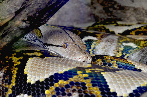 selectiu, focalitzar la fotografia, python reticulat, fusta flotant, python, net python, bellesa, constrictor, tancar, rèptil, escala, exòtic, no tòxic, boa, Snakehead, cap, criatura, serp, animal, temes d'animals, fauna animal, un animal, vertebrats, animals a la natura, part del cos dels animals, cap d’animals, escala d’animals, primer pla, cap gent, patró natural, naturalesa, ull, pell d’animals, ull d’animals, marques d’animals, patró, verinós, 4K, CC0, domini públic, lliure de regalies
