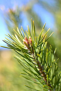 fyrretræ, kvist, blomstrende, tæt på, smuk, natur, solen, himmel, grøn, Skov, sommer, ferie, tapet, baggrunden, bokeh, skarphed, makro, parkere, eng, Polen, Europa, Malopolska, træ, plante, vækst, grøn farve, skønhed i naturen, selektiv fokusering, dag, ingen mennesker, ro, udendørs, fokus på forgrunden, friskhed, blomst, Mark, blomstrende plante, jord, landbrug, sollys, nål - plante del, nåletræ, 4K, CC0, offentligt domæne, royaltyfrie
