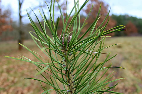 pine, sapling, green, christmas tree, samosiejka, sprig, plants, nature, needles, coniferous, plant, growth, green color, focus on foreground, close-up, beauty in nature, day, no people, tranquility, leaf, outdoors, plant part, pine tree, tree, land, coniferous tree, field, freshness, pinaceae, needle - plant part, 5K, CC0, public domain, royalty free