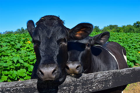 vacas, afago, feliz, fofa, amor, animal, cerca, Fazenda, adorável, doce, mamífero, temas animais, animais domésticos, cor preta, pets, doméstico, grupo de animais, natureza, vertebrado, ninguém, dia, pecuária, dois animais, plantar, olhando para a câmera, céu, herbívoro, campo, ao ar livre, cabeça de animal, 4K, CC0, domínio público, royalty free