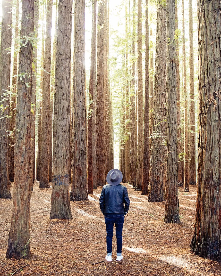 persona, de peu, marró, arbres, envoltat, durant el dia, barret, arbre, alt, sabatilles d'esport, texans, bosc, warburton, sequoia de Califòrnia, llum, sequoia, a l'aire lliure, terra, vista del darrere, persones reals, planta, activitat d'oci, una persona, longitud completa, estils de vida, dia, naturalesa, tronc, tronc de l'arbre, creixement, caminar, roba casual, roba calenta, caputxa - roba, 4K