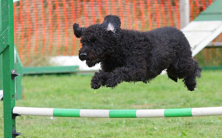lungo rivestito, nero, cucciolo salta, giorno, cane, agilità, formazione, salto, razza, animale, corso, agile, mammifero, erba, animali domestici, colore nero, un animale, giocando, attività, domestico, temi animali, canino, pianta, cane di razza, movimento, vertebrato, nessuno, peli di animali, all'aperto, vigilanza, 1080P