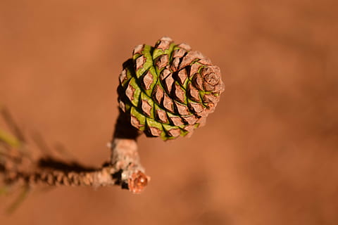pinyes, jove, petit, brot, mediterrani, pi, marró, tancar, estructura, naturalesa, estiu, calor, postal, targeta de felicitació, mapa, primer pla, planta, cap gent, vegetals, menjar, menjar i beguda, centrar-se en primer pla, alimentació saludable, dia, part de la planta, enfocament selectiu, creixement, full, a l'aire lliure, pinya de pi, fons de colors, frescor, arbre, arbre de coníferes, 5K, CC0, domini públic, lliure de regalies