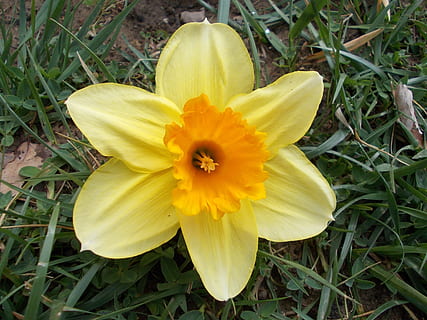 narciso, flor, Primavera, macro, flores da primavera, natureza, jardim, lindo, amarelo, perto, imagem da flor, Flor amarela, Peru, plantar, verão, pétala, beleza na natureza, ao ar livre, cor verde, cabeça de flor, fechar-se, grama, fragilidade, frescura, planta com flores, vulnerabilidade, inflorescência, crescimento, campo, visão de alto ângulo, terra, pólen, ninguém, gazania, 2K, CC0, domínio público, royalty free