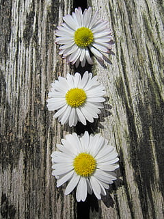 daisy, 3, 3, tæt, træ, struktur, 3, tre, sol, forår, lys, blomst, træ - materiale, natur, træstamme, vækst, tæt på, blomstrende plante, plante, sårbarhed, skrøbelighed, skønhed i naturen, friskhed, kronblad, blomsterhoved, blomsterstand, dag, pollen, ingen mennesker, hvid farve, bagagerum, udendørs, bark, 4K, CC0, offentligt domæne, royaltyfrie
