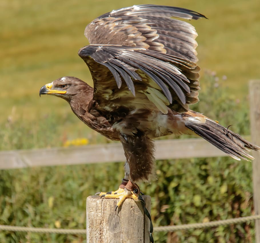 Tilt-Shift-Objektiv Fotografie, braun, Vogel, Steppenadler, Adler, Steppe, Natur, Beute, Tierwelt, Schnabel, Jäger, Raubvogel, Raubtier, Falknerei, Falke, Fleischfresser, Tier, Habicht - Vogel, Feder, Tiere jagen, Tiere in freier Wildbahn, Adler - Vogel, draußen, Tierthemen, Wirbeltier, ein Tier, Fokus auf den Vordergrund, hocken, keine Leute, Nahansicht, Holz - Material, Tag, Seitenansicht, Post, Holzpfosten, Mund offen, 2K