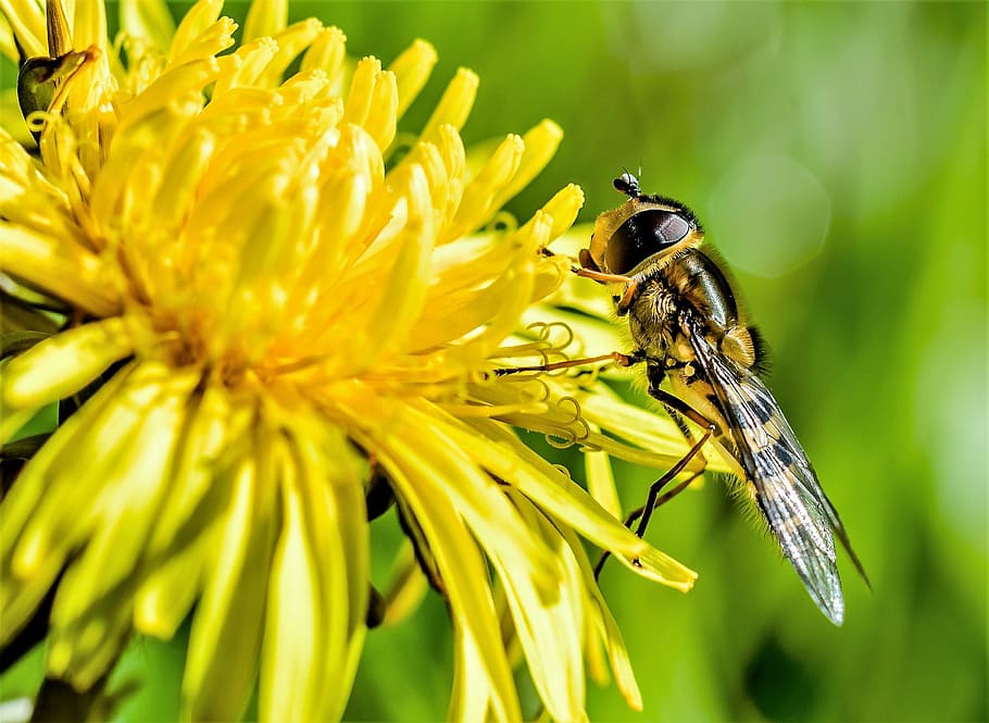 hoover, volar, posat, groc, foto de primer pla de flors, Vespa, abella, pol·len, insecte, animal, naturalesa, macro, flor, un animal, planta, fauna animal, temes d'animals, animals a la natura, primer pla, planta amb flors, invertebrat, fragilitat, frescor, bellesa a la natura, pètal, cap de flor, vulnerabilitat, creixement, polinització, primavera, cap gent, a l'aire lliure, 2K