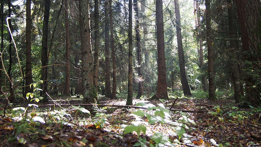bosc, llum, humor, feix de llum, sol, arbres, naturalesa, inundat, arbre, planta, terra, tranquil·litat, creixement, bellesa a la natura, tronc de l'arbre, cap gent, tronc, escena tranquil·la, dia, escena no urbana, escenics - natura, color verd, llum solar, a l'aire lliure, full, 4K