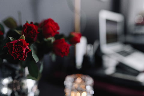 desk, home office, Pink, female, home, office, workspace, workplace, indoor, femine, stylish, wroking, bouquet, flower, rose - Flower, decoration, red, nature, no people, day, indoors, close-up, flowering plant, beauty in nature, plant, vulnerability, fragility, rose, petal, freshness, flower head, focus on foreground, inflorescence, selective focus, flower arrangement, 5K, CC0, public domain, royalty free