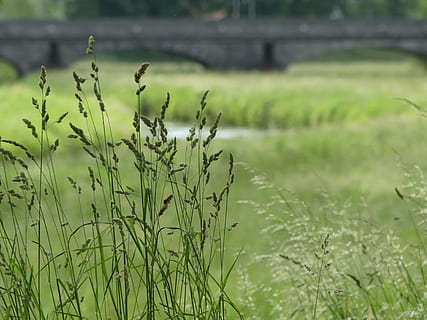 eng, græs, bro, flod, grøn, græsblad, landskab, natur, plante, vækst, grøn farve, skønhed i naturen, ro, dag, vand, fokus på forgrunden, ingen mennesker, Mark, tæt på, udendørs, sø, jord, rolig scene, selektiv fokusering, sump, 4K, CC0, offentligt domæne, royaltyfrie