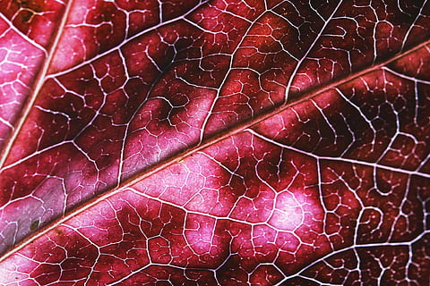 leaf texture, Macro shot, leaf, texture, textures, abstract, nature, backgrounds, plant, close-up, autumn, macro, leaf Vein, season, pattern, textured, organic, freshness, red, botany, green Color, food and drink, food, raw food, healthy eating, full frame, no people, plant part, natural pattern, wellbeing, fragility, vulnerability, growth, 4K, CC0, public domain, royalty free