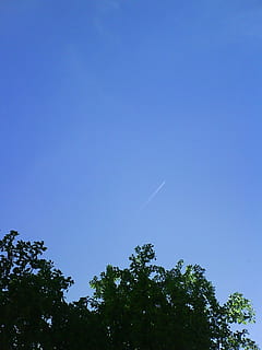sky, blue, white, tree, green, background, plant, low angle view, copy space, beauty in nature, nature, tranquility, no people, growth, clear sky, scenics - nature, vapor trail, tranquil scene, day, green color, outdoors, silhouette, treetop, 720P, CC0, public domain, royalty free