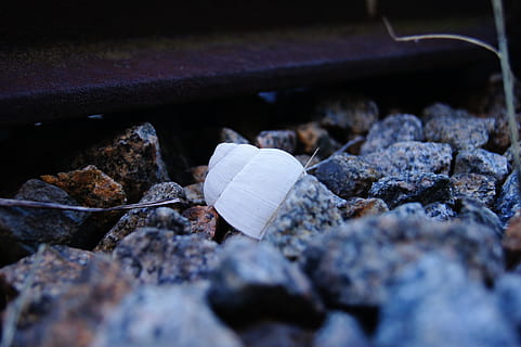 Schiene, Schnecke, Kieselstein, Schale, Natur, Kohle, Feuer - natürliches Phänomen, draußen, Lagerfeuer, Asche, Rauch - physische Struktur, Hitze - Temperatur, selektiver Fokus, keine Leute, Tag, Frische, solide, Rock, Nahansicht, Rock - Objekt, High Angle View, Stein - Objekt, texturiert, Stein, Essen und Trinken, Schönheit in der Natur, Verletzlichkeit, Container, Geologie, Blatt, Holz - Material, 4K, CC0, gemeinfrei, lizenzfrei