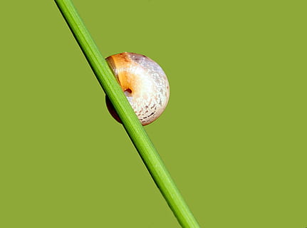 animale, natura, vivere, avvicinamento, colore verde, freschezza, fauna selvatica, copia spazio, nessuno, mollusco, un animale, temi animali, pianta, girato in studio, gasteropode, sfondo colorato, stelo vegetale, animali allo stato selvatico, bellezza nella natura, lumaca, invertebrato, sfondo verde, 2K, CC0, dominio pubblico, privo di copyright