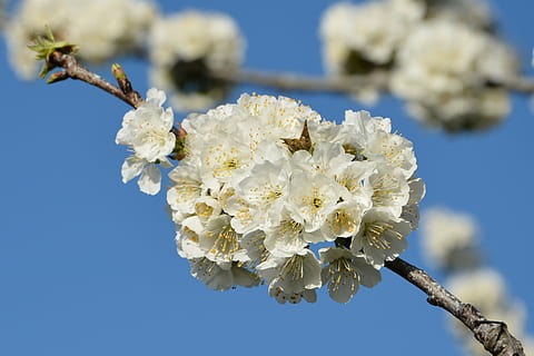 ciliegia, fiore, rametto, primavera, natura, fiori di primavera, giardino, macro, vicino, pianta, tacchino, macro chichewa, germoglio, colpi di dettaglio, sfondo, bellissimo, chichewa primavera, bianca, cielo, incidentalmente primavera, fiori bianchi, ramo di ciliegio, pianta fiorita, fragilità, vulnerabilità, Colore bianco, bellezza nella natura, albero, fiorire, freschezza, ramo, avvicinamento, crescita, giorno, concentrarsi sulle conoscenze acquisite, petalo, infiorescenza, testa di fiore, nessuno, all'aperto, fiore di ciliegio, polline, ciliegio, 2K, CC0, dominio pubblico, privo di copyright