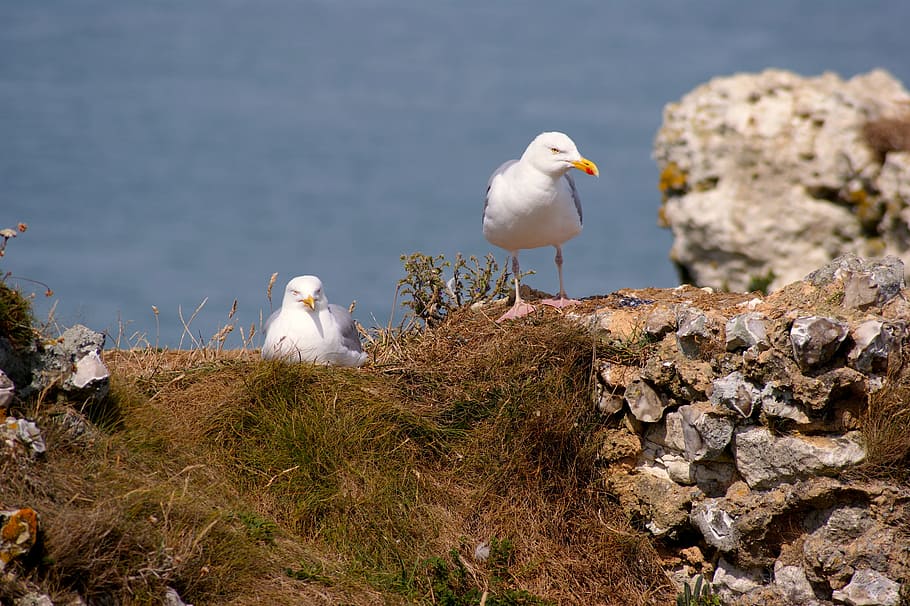 raza, par, por encima, nido, dos, azul, mar, costa, rock, vigilante, pájaro, naturaleza, verano, cielo azul, aves, volar, plumaje, lago, Gaviota, animal, fauna silvestre, agua, animales y mascotas, al aire libre, blanco, ave marina, pico, línea costera, animales en la naturaleza, fauna animal, un animal, temas de animales, vertebrado, roca - objeto, sólido, posado, día, nadie, el color blanco, 4K