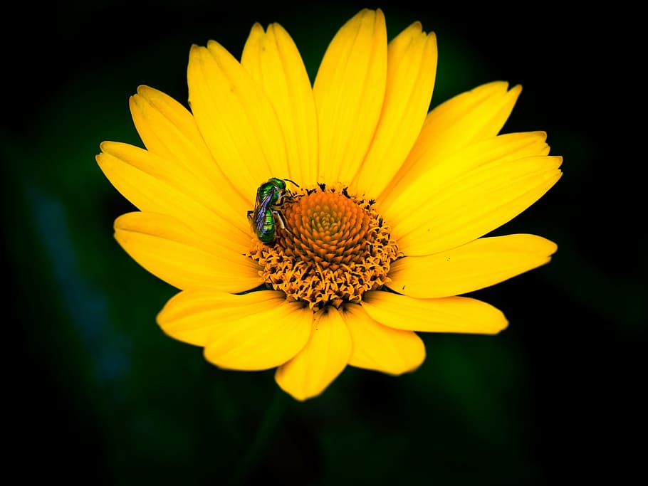 blomst, bestøver, insekter, bi, marguerite, fouragering, gul, orange, blomstrende plante, kronblad, skrøbelighed, blomsterhoved, friskhed, sårbarhed, skønhed i naturen, plante, vækst, blomsterstand, insekt, tæt på, dyr i naturen, hvirvelløse, dyreliv, et dyr, pollen, dyr, ingen mennesker, bestøvning, udendørs, sort baggrund, 4K