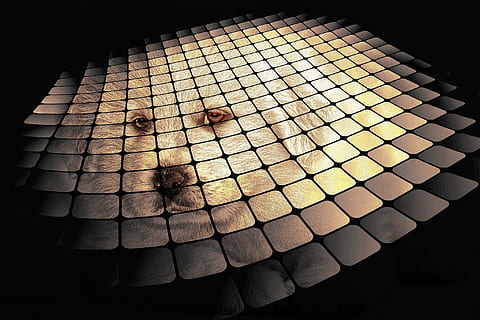 digitale kunst, creatief, Computer afbeelding, ontwerp, kunst, artwork, rooster, ogen, honden gezicht, dier, achtergronden, patroon, abstract, binnenshuis, geen mensen, detailopname, dag, hoge hoekmening, zonlicht, vorm, stilleven, natuur, venster, kunst en ambacht, getextureerde, geometrische vorm, creativiteit, arrangement, tafel, vignet, zwarte achtergrond, 2K, CC0, publiek domein, royaltyvrij