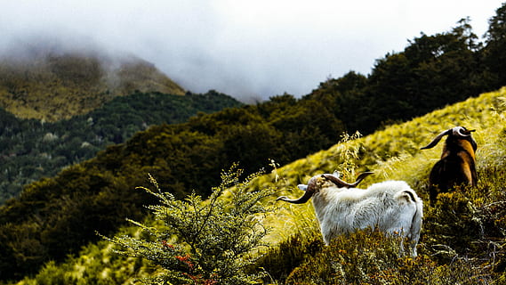 deux, chèvre de montagne, champ d'herbe, blanc, marron, moutons des montagnes, Montagne, chèvre, nuage, arbre, brouillard, la nature, RAM, nuageux, forêt, herbe, klaxon, de plein air, paisible, recherche, flanc de coteau, mammifère, thèmes animaux, animal, plante, bétail, animaux domestiques, groupe d'animaux, paysage, national, la faune des animaux, terre, beauté dans la nature, environnement, vertébré, personne, journée, en plein air, herbivore, 5K, CC0, domaine public, libre de droits
