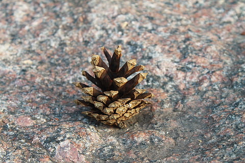 furu kegle, stein, skog, stein, skog, ingen folk, nærbilde, dag, natur, innendørs, urte medisin, strukturert, fokusere på forgrunnen, mønster, Pinaceae, utendørs, brun, nåletre, anlegg, høy vinkel visning, furutre, fast, rock-objekt, tre, ujevn, furuskog, naturlig tilstand, 4K, CC0, offentlig domene, opphavsrett gratis