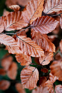 close, shot, orange, leaves, shallow, focus photography, brown, leaf, branch, tree, woodland, plant part, autumn, change, close-up, no people, plant, day, dry, nature, beauty in nature, vulnerability, fragility, leaf vein, selective focus, focus on foreground, growth, outdoors, natural condition, maple leaf, fall, dried, 5K, CC0, public domain, royalty free