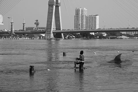 Tubarão, pesca rio, agua, pescaria, rio, peixe, natureza, animal, marinho, perigo, vida, perigoso, predador, dentes, barbatana, silhueta, com fome, natação, mordida, Bangkok, Ásia, caçador, mandíbulas, dente, agressão, selvagem, criatura, força, assustador, Caçando, tropical, carnívoro, poder, poderoso, pessoas reais, arquitetura, homens, beira-mar, estrutura construída, exterior do edifício, transporte, dia, céu, embarcação náutica, uma pessoa, cidade, estilos de vida, atividade de lazer, ao ar livre, 4K, CC0, domínio público, royalty free