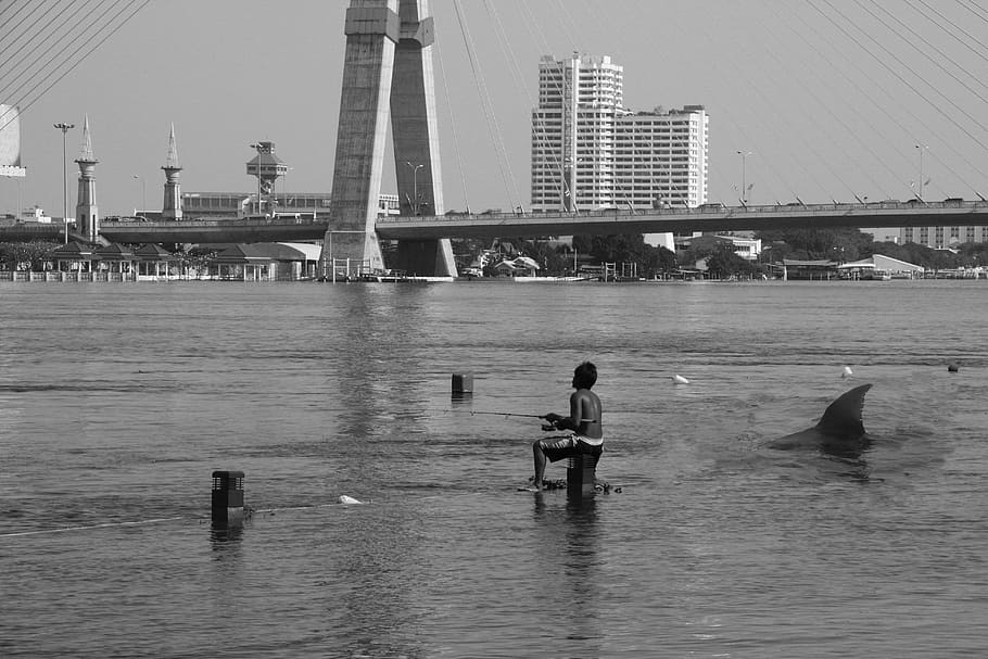 squalo, pesca, fiume, acqua, pesca, fiume, pesce, natura, animale, marino, Pericolo, vita, pericoloso, predatore, denti, pinna, silhouette, Affamato, nuoto, mordere, bangkok, Asia, cacciatore, fauci, dente, aggressione, selvaggio, creatura, forza, pauroso, a caccia, tropicale, carnivoro, energia, potente, persone reali, architettura, uomini, lungomare, struttura costruita, esterno dell'edificio, mezzi di trasporto, giorno, cielo, nave nautica, una persona, città, stili di vita, attività di svago, all'aperto, 4K