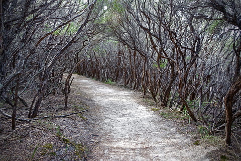 Camí, cobert, arbre, passarel·la, arbre folrat, naturalesa, bosc, cap gent, a l'aire lliure, dia, planta, direcció, el camí a seguir, terra, tranquil·litat, creixement, sendera, bellesa a la natura, branca, tronc de l'arbre, tronc, escena tranquil·la, escenics - natura, arbre nu, perspectiva decreixent, treelined, copa de l'arbre, 5K, CC0, domini públic, lliure de regalies