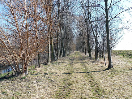 lontano, escursioni a piedi, sentiero, pista, natura, paesaggio, percorso migratorio, alberi, albero, albero nudo, pianta, direzione, terra, la tranquillità, la strada davanti, scena tranquilla, nessuno, giorno, tronco, scena non urbana, tronco d'albero, scenics - natura, bellezza nella natura, foresta, ramo, prospettiva decrescente, all'aperto, treelined, bosco, 2K, CC0, dominio pubblico, privo di copyright
